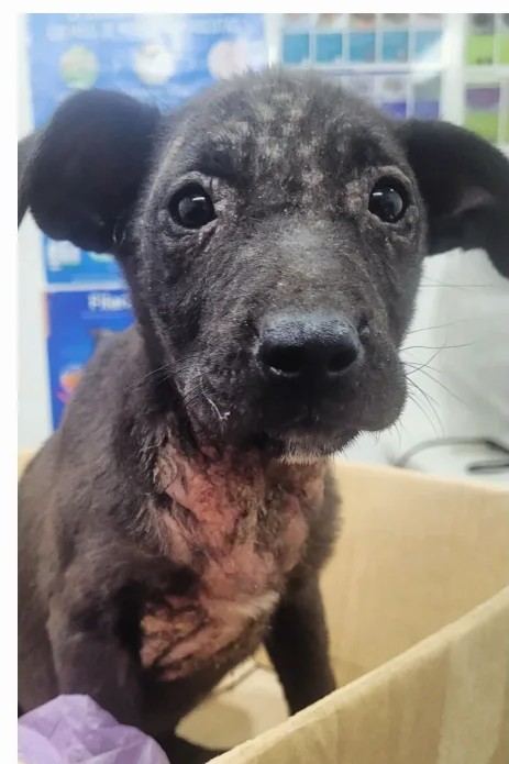 Cachorra rescatada al llegar al consultorio, con una afección de piel avanzada