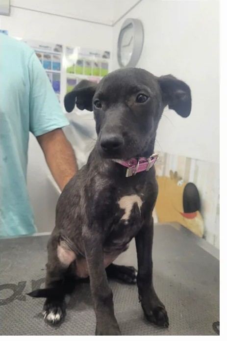 La misma cachorra ya recuperada, con la piel y el pelaje sanos