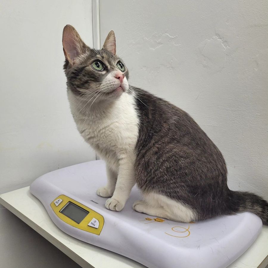Gato en control de peso durante su consulta de rutina