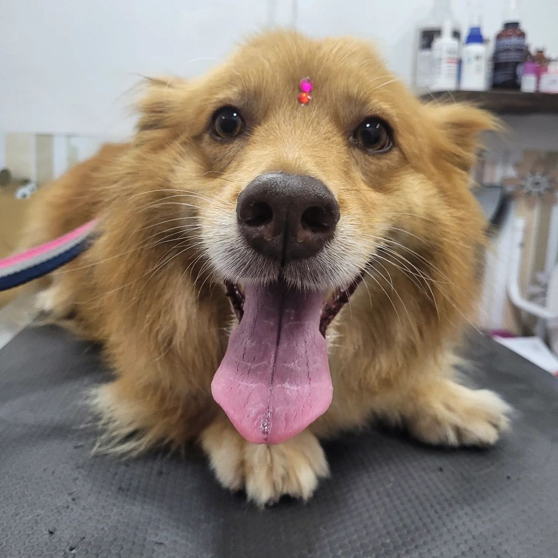Paciente canino feliz durante su consulta en La Vete de Ana