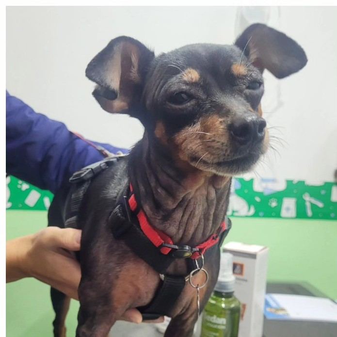 Paciente canino esperando su turno en el consultorio