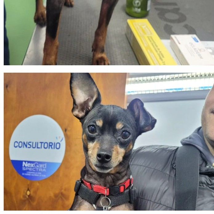 Paciente canino durante su consulta clínica